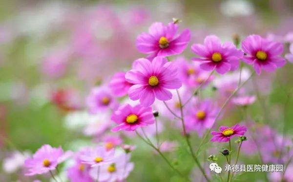 野花论坛最新动态，见证重要时刻，解析特定领域地位
