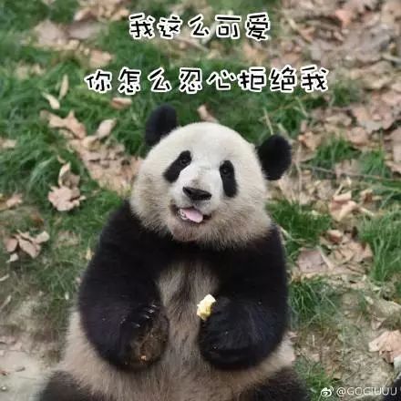 探索自然与文化交融之美，最新熊猫视频动态呈现眼前