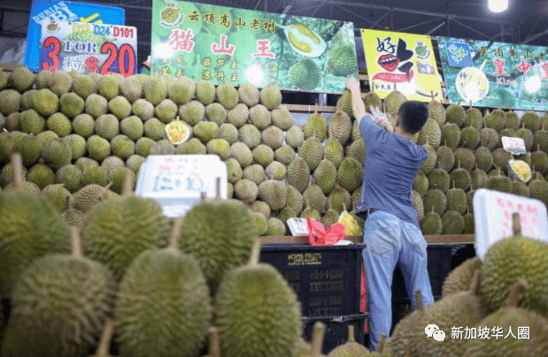 新加坡榴莲价格最新动态及市场走势与影响因素分析