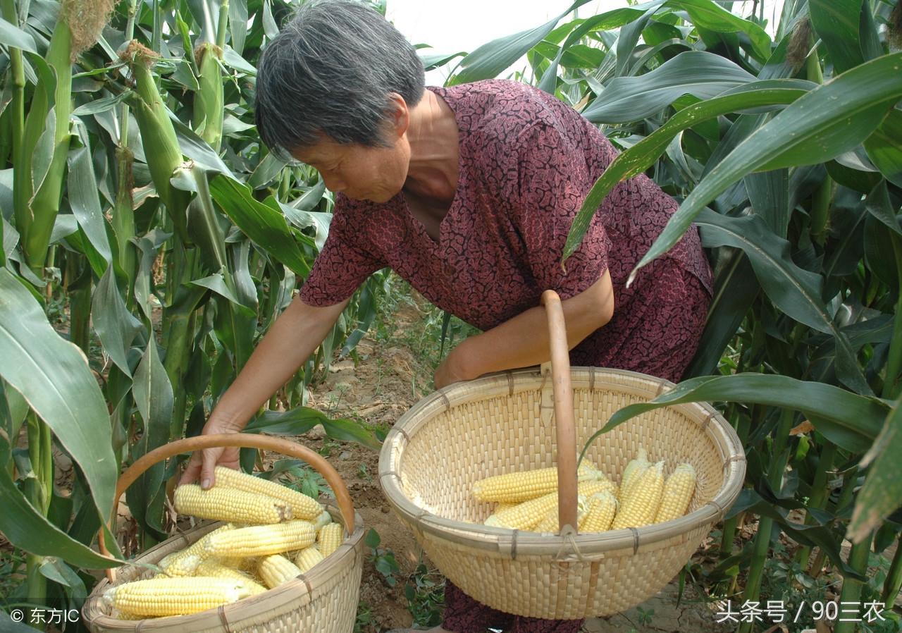 今日玉米价格行情及分析概览