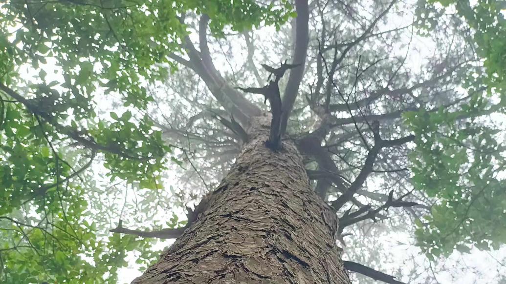 长白山发现珍稀古树群落，珍稀植物宝藏揭秘