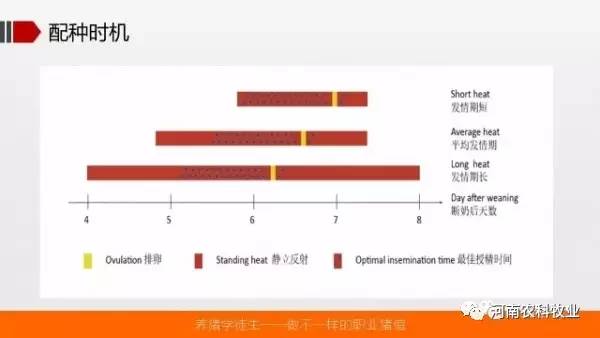 澳门资料大全,正版资料查询，灵活执行策略_特别版65.53.40