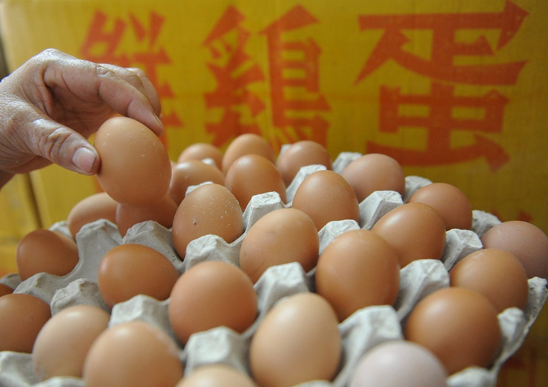 台湾鸡蛋过剩危机，蛋农亏损严重，探寻独特风味小店的出路