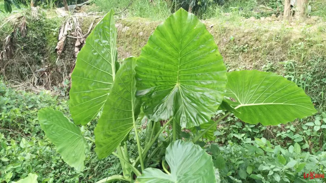 新澳今天最新资料_医生回应男孩错把滴水观音当芋头,实效性解析解读策略_娱乐版36.85.44