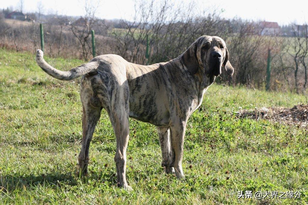 市区惊现野猪狂奔，人与自然交汇的瞬间