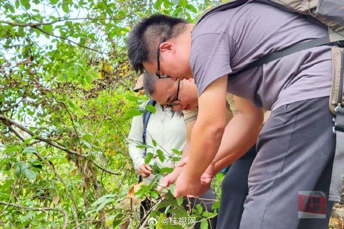 广西阳朔发现新物种风筝果，自然奥秘再添惊喜