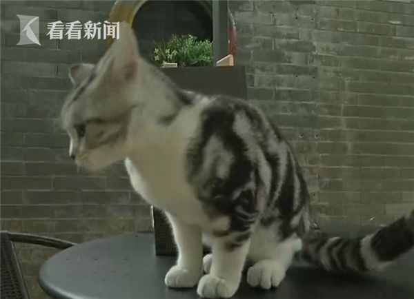 女子频繁逛猫咖引发宠物癣风波，与喵星人的亲密接触带来的健康隐患