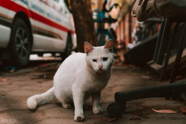 母女家中的猫香乐园，超过20只猫咪的温馨家园与独特小店引发邻里关注