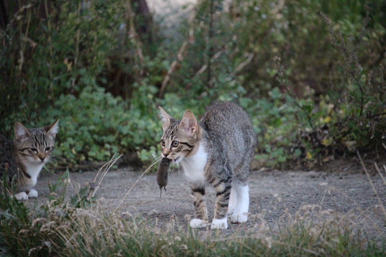 王欣瑜再现猫咪狩猎，成长与自信的力量展现