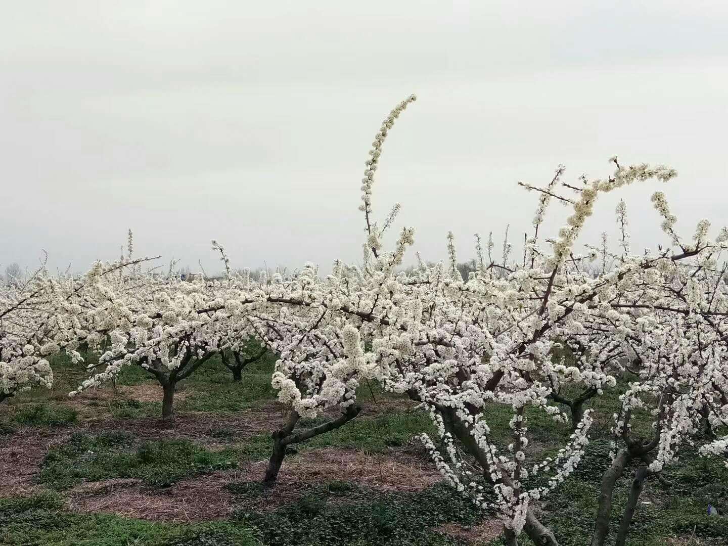 春暖V花开X吧最新地址更新工具，使用指南与地址更新工具介绍