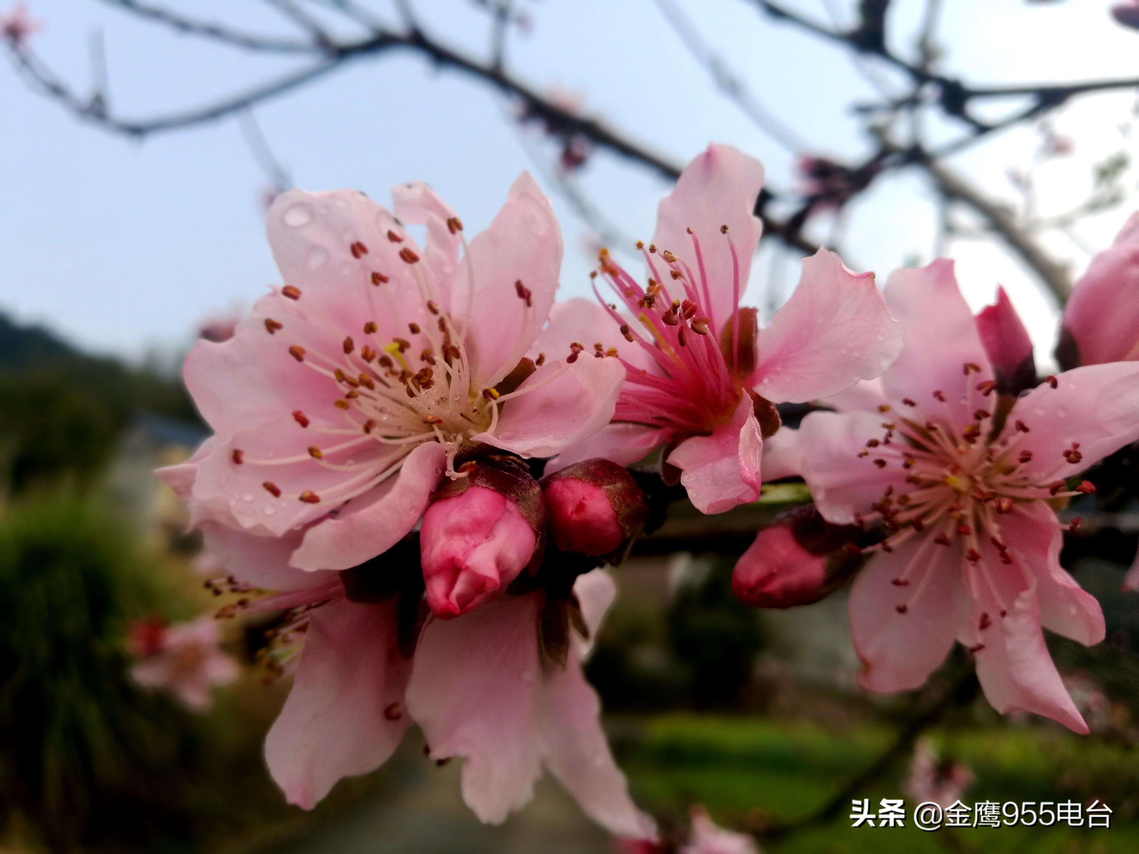 桃花直播，新手入门指南与攻略