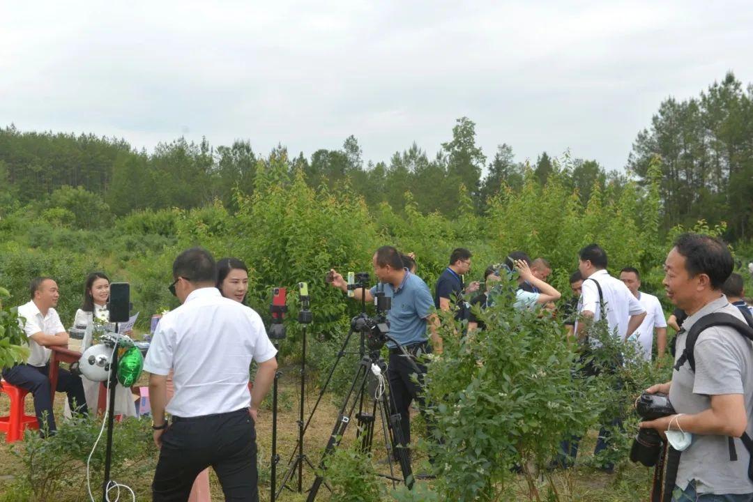 蓝莓直播,蓝莓直播，探索新一代社交娱乐的新领域