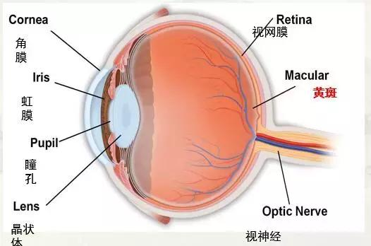 眼底黄斑病治疗最新有效方法揭秘