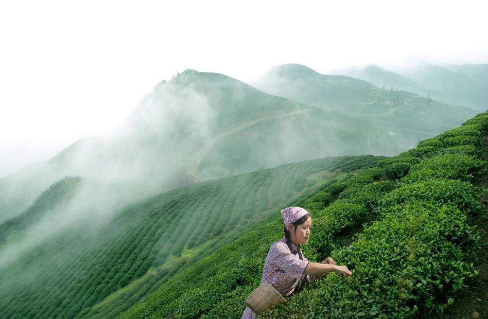 中国十大名茶最新排名引发茶文化争论与探讨