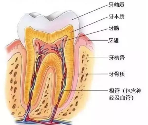 最新牙齿再生技术，时代进步的见证者突破革新之路