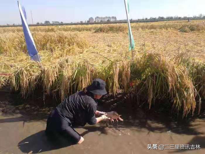 农药酷最新版，小巷绿意乐园的神秘魅力