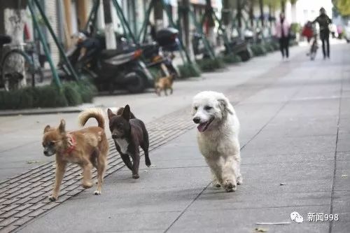 城市新型威胁揭秘，恶犬最新G，应对之道需知晓