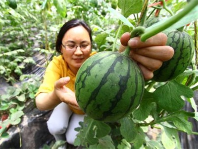 安徽西瓜行情揭秘，巷弄深处的甜蜜产业秘密