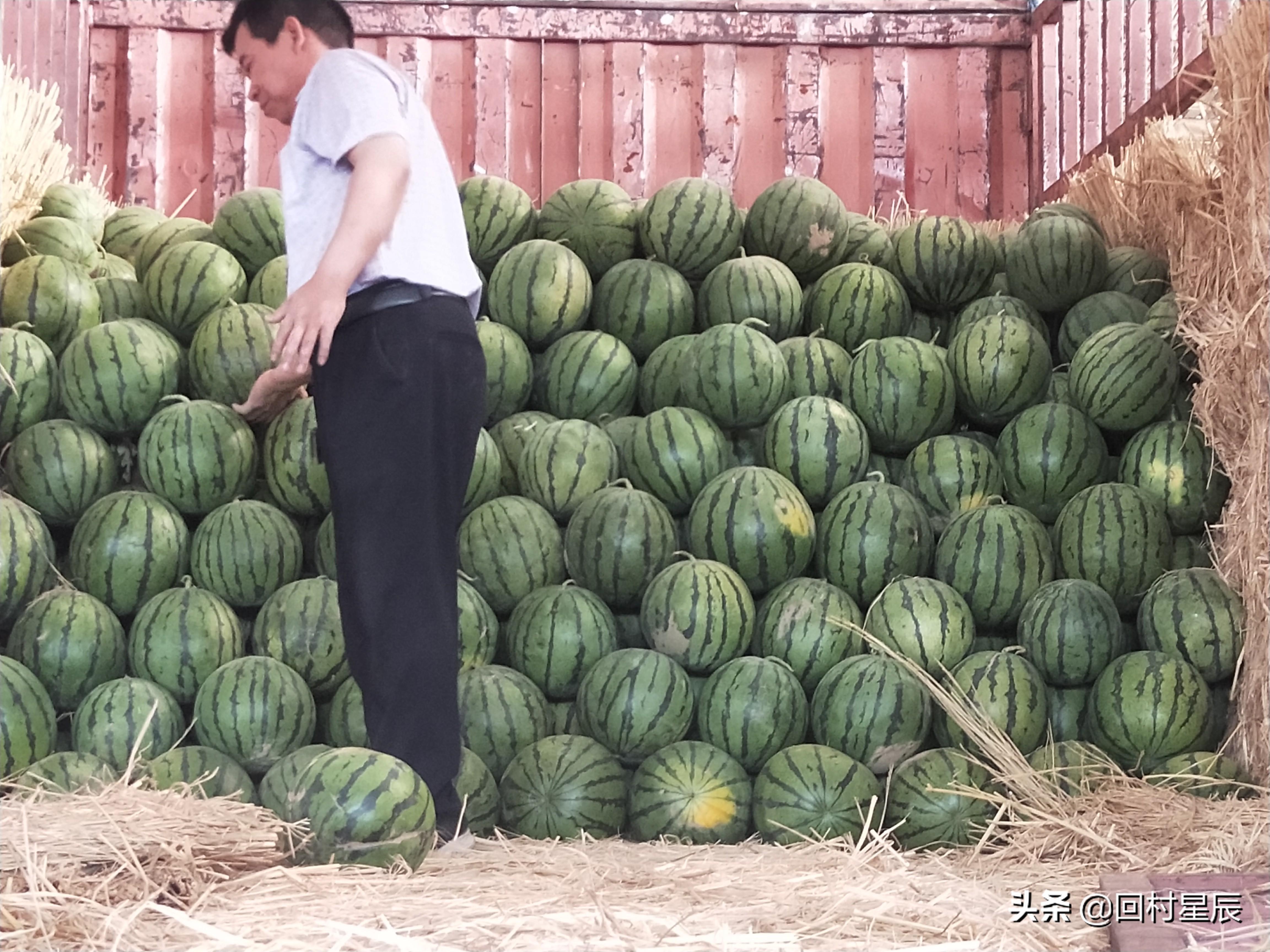 河北玉米价格最新行情概览，掌握行情的步骤指南