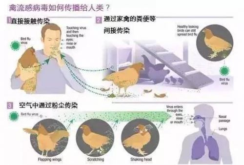 H7N9流感最新动态，科普解读与应对建议