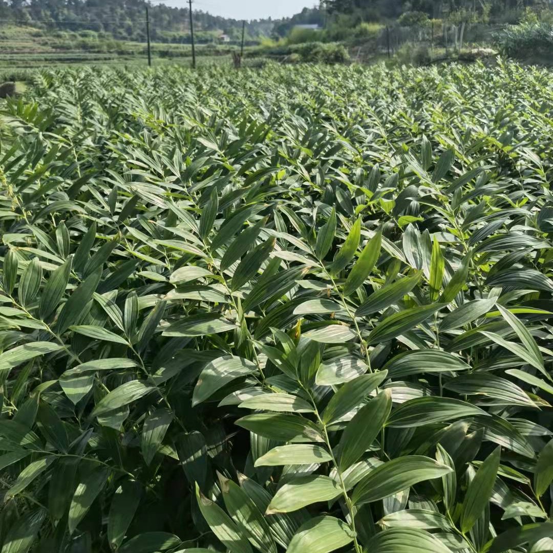 玉竹最新行情与一场自然美景的旅行探索之旅