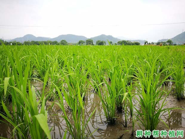 最新水稻种植技术揭秘与探索